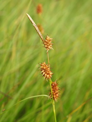 Carex flava