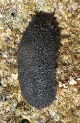 Onchidella floridana