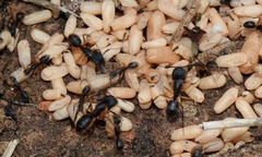 Camponotus renggeri
