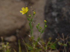 Linum mysorense