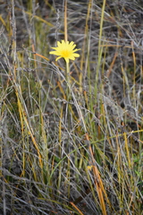 Microseris