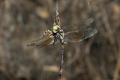 Anax gibbosulus