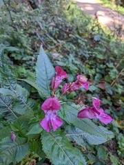 Impatiens glandulifera