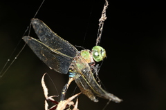 Anax gibbosulus