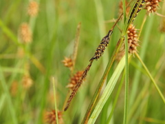 Carex nigra