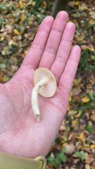 Hygrophorus chrysodon