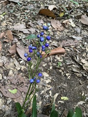 Dianella ensifolia