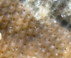 Stylopoma