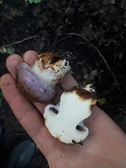 Phlegmacium balteatocumatile