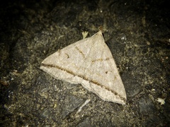 Zanclognatha griselda