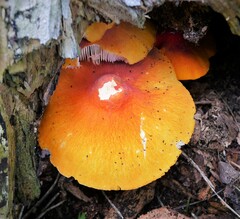 Pluteus aurantiorugosus