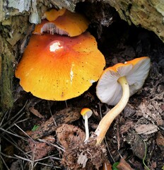 Pluteus aurantiorugosus