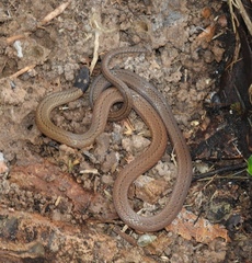 Tantilla melanocephala