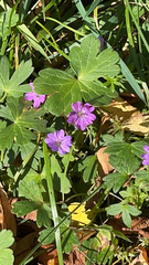 Geranium pyrenaicum