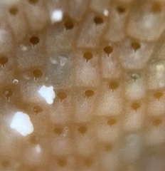 Stylopoma