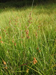 Carex nigra
