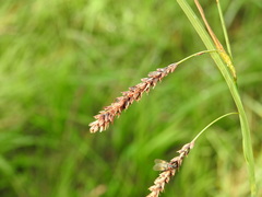 Carex flacca