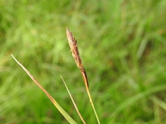 Carex flacca