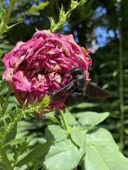 Xylocopa