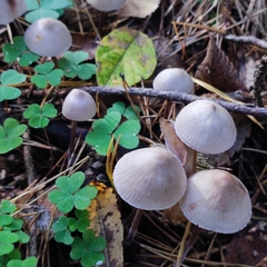 Mycena zephirus
