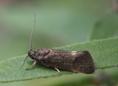 Leistomorpha brontoscopa