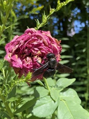Xylocopa