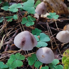 Mycena zephirus