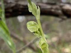 Pterostylis cycnocephala