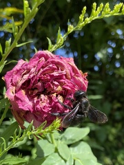 Xylocopa