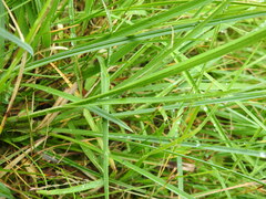 Carex flacca