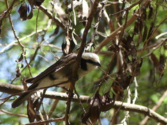 Eurocephalus ruppelli