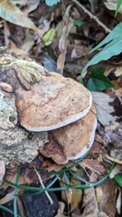 Abundisporus pubertatis