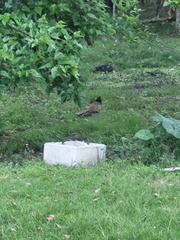 Centropus phasianinus