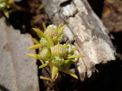 Siloxerus multiflorus