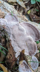 Abundisporus pubertatis