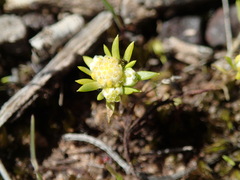 Siloxerus multiflorus