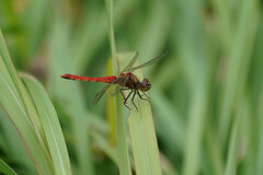 Sympetrum frequens