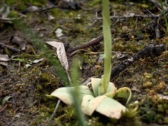 Pterostylis cycnocephala