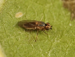 Lasiosina albipila