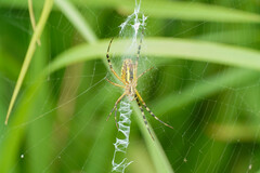 Argiope bruennichi