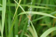 Argiope bruennichi