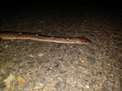 Lycodon anamallensis