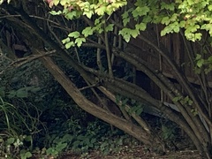 Vulpes vulpes crucigera