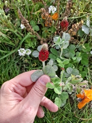 Trifolium incarnatum