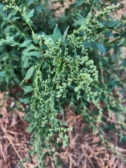 Chenopodiastrum murale