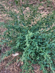 Chenopodiastrum murale