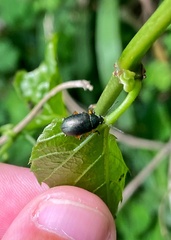 Nodocolaspis tarsata