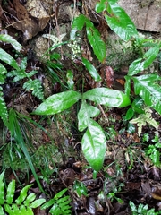 Tectaria harlandii