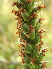 Gymnadenia densiflora