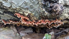 Xylobolus spectabilis